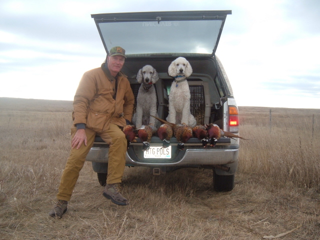 Lakeland hunting sale poodles